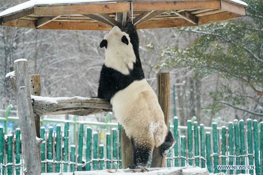 CHINA-HEILONGJIANG-SHANGZHI-SNOW-PANDA (CN)