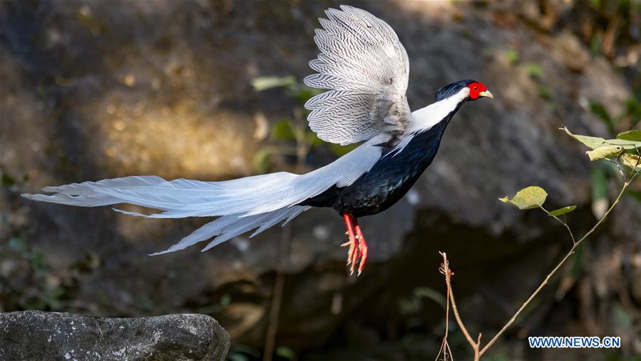 CHINA-FUJIAN-WINTER-BIRDS (CN)