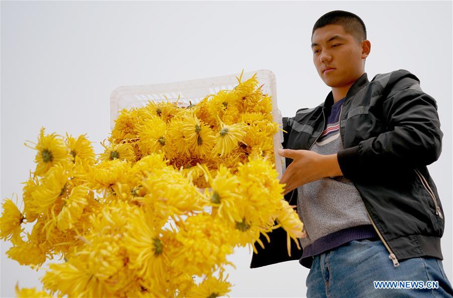 CHINA-HEBEI-CHRYSANTHEMUM-HARVEST (CN)