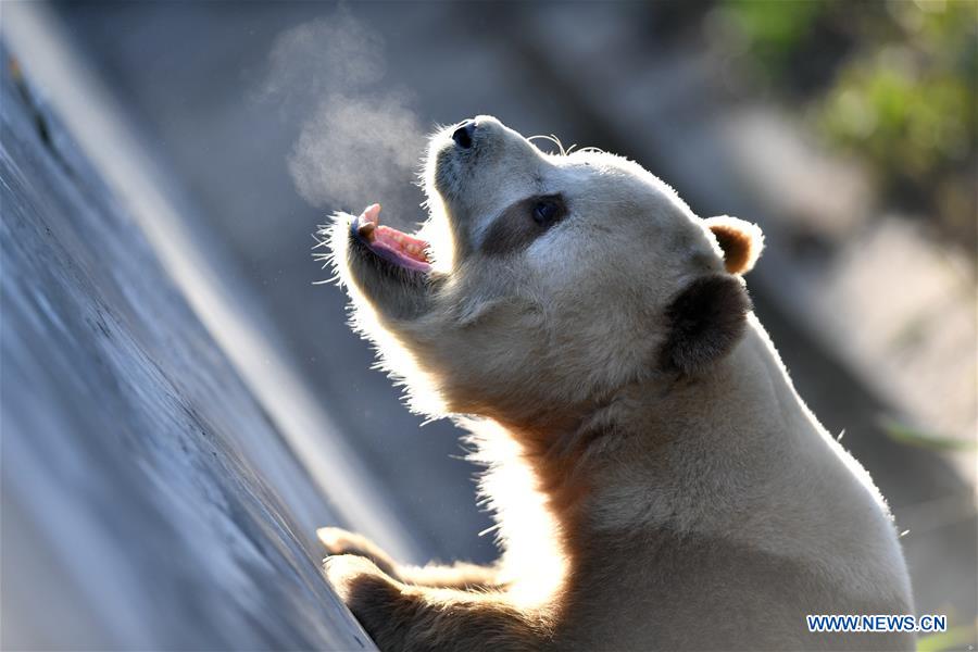 CHINA-SHAANXI-XI'AN-CAPTIVE BROWN AND WHITE GIANT PANDA