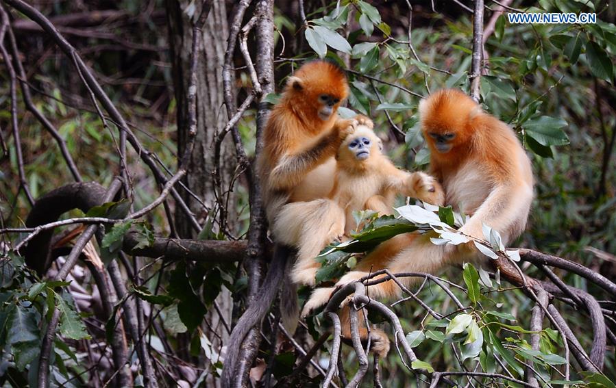 CHINA-SHAANXI-QINLING MOUNTAINS-BIO-DIVERSITY (CN)