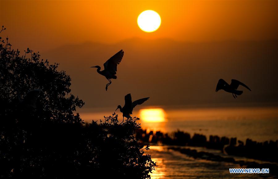 CHINA-SHENZHEN-MIGRATORY BIRDS (CN)