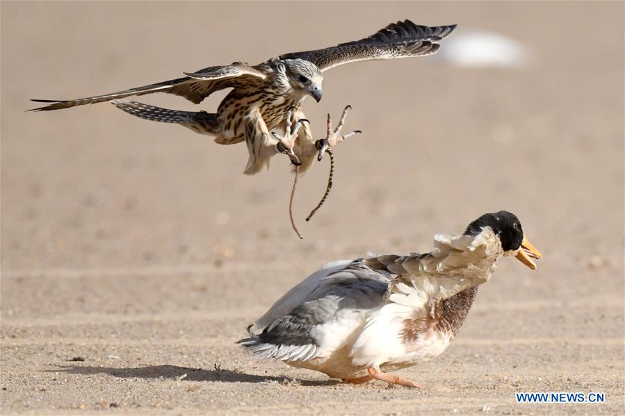 KUWAIT-JAHRA GOVERNORATE-FALCON TRAINING SHOW