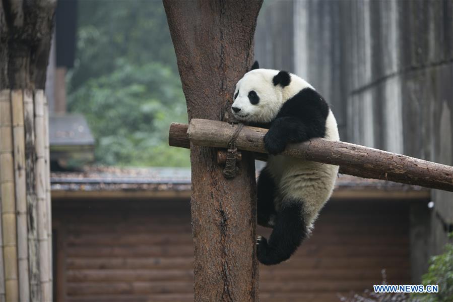 CHINA-CHENGDU-GIANT PANDA (CN)