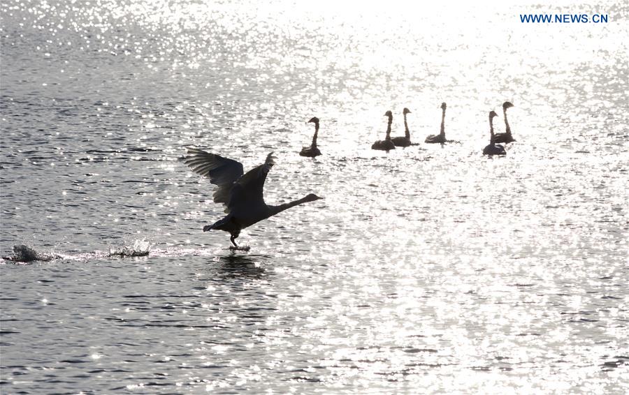 CHINA-SHANDONG-RONGCHENG-WHOOPER SWANS (CN)