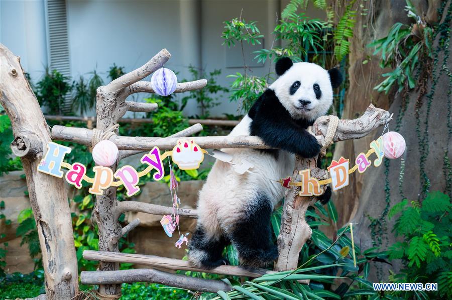 MALAYSIA-KUALA LUMPUR-GIANT PANDA-BIRTHDAY