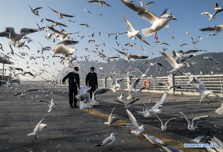 CHINA-KUNMING-NOVEL CORONAVIRUS-BLACK-HEADED GULLS-FEEDING (CN)