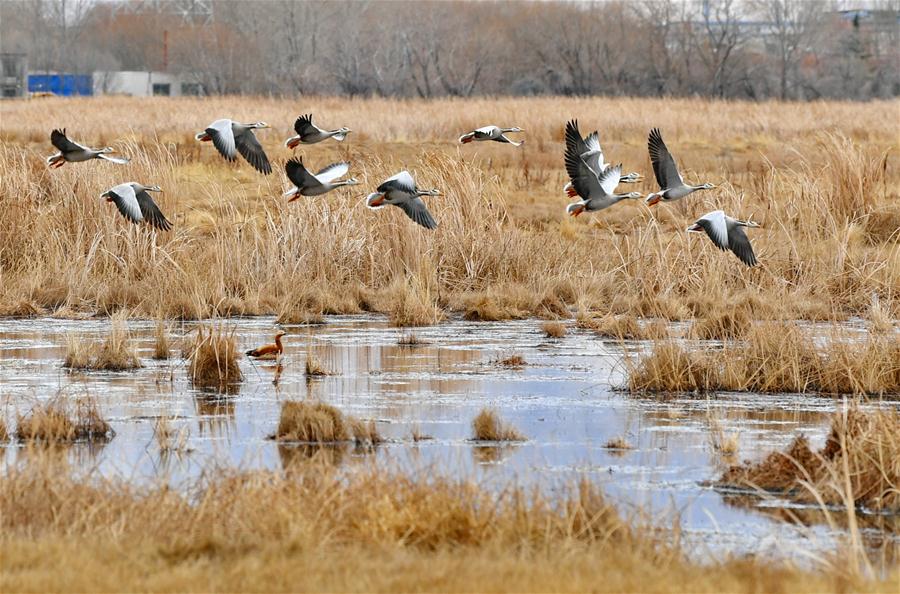 CHINA-TIBET-LHASA-LHALU WETLAND (CN)