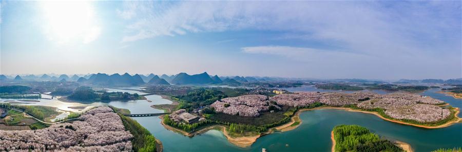 CHINA-GUIZHOU-GUIAN-CHERRY BLOSSOMS (CN)