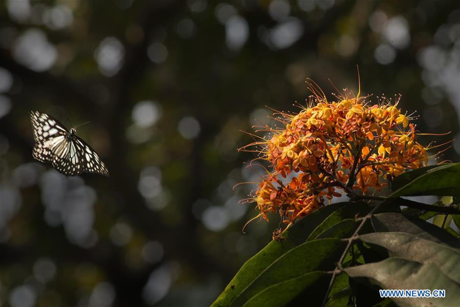 INDIA-KOLKATA-SPRING-FLOWERS