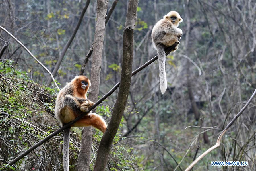 CHINA-GANSU-YUHE-GOLDEN MONKEY (CN)