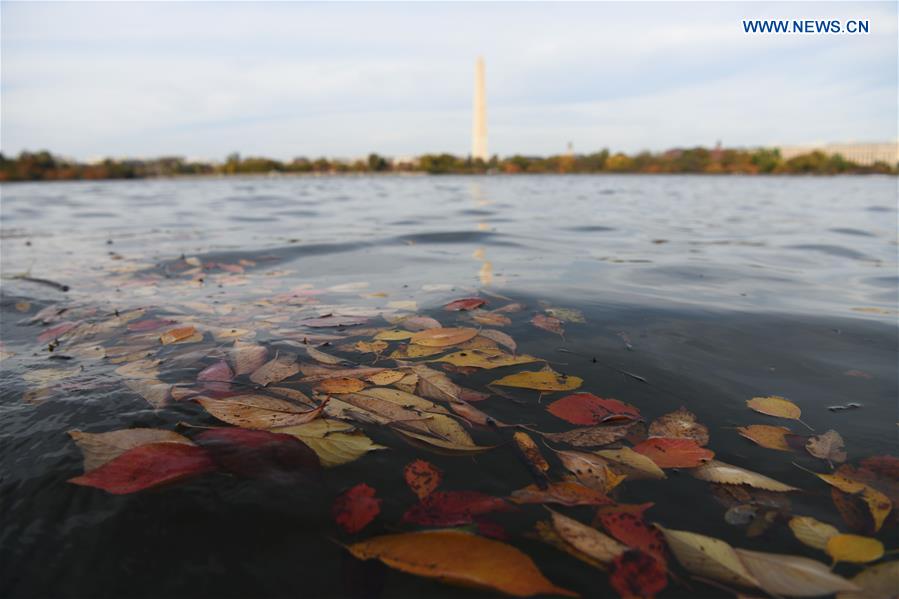 U.S.-WASHINGTON D.C.-TIDAL BASIN-AUTUMN