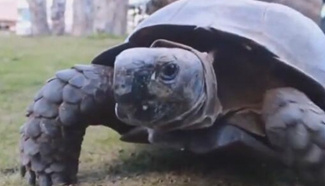 Giant tortoise rescued by forest police in SW China