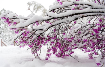 Snow scenery of forestry park in N China's Inner Mongolia