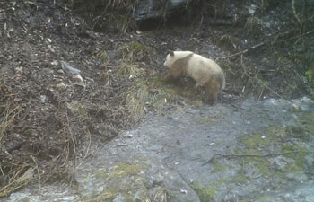 Rare brown panda caught on camera in China