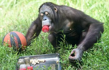 Animals relieve from summer heat