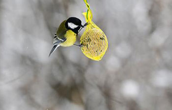 Xinhua photos of the day