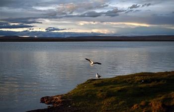 Brown-headed gulls seen along bank of Nam Co Lake in SW China's Tibet