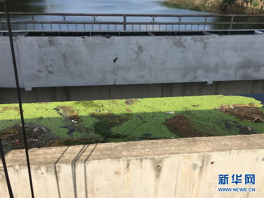 （新华视点·图文互动）（2）上游洪水来袭下游鱼蟹死亡，泄洪为何变泄污？