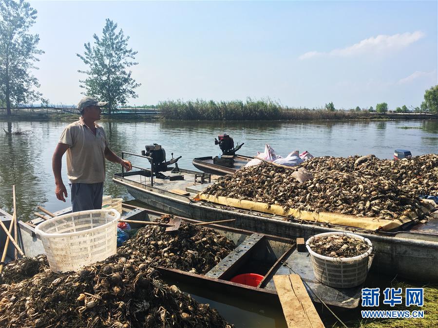 （新华视点·图文互动）（1）上游洪水来袭下游鱼蟹死亡，泄洪为何变泄污？