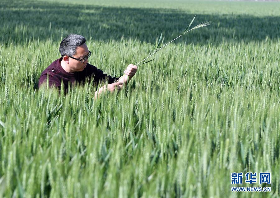 （在习近平新时代中国特色社会主义思想指引下——新时代新作为新篇章·习近平总书记关切事·图文互动）（5）新农事、新希望——夏收前田间新动态扫描