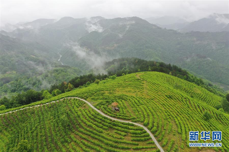 （走向我们的小康生活·图文互动）（8）绿了青山，红了日子——秦巴山区群众绘出小康“调色板”