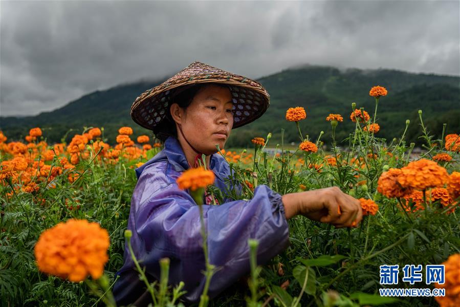 （图文互动）（3）幸?；?mdash;—高黎贡山下“万亩花海”带富美丽乡村