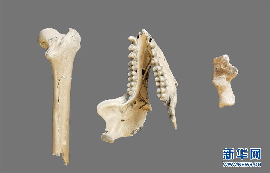（图文互动）（1）云南昭通发现640万年前最接近金丝猴祖先的化石