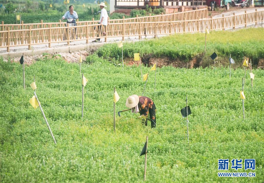 （新华全媒头条·走向我们的小康生活·图文互动）（9）特殊之年，荆楚大地书写不平凡的答卷