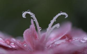 秋雨卷珠帘