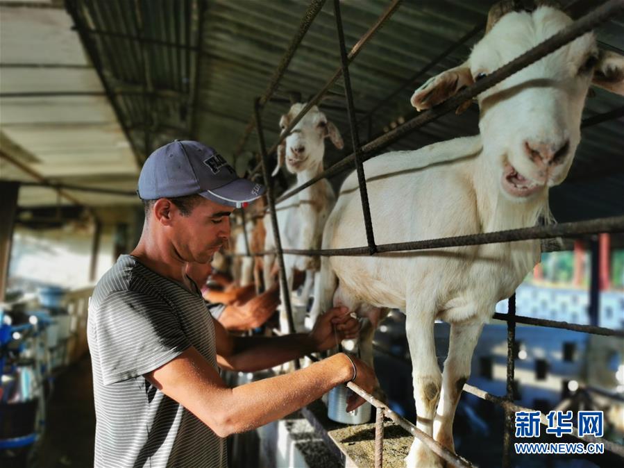 （国际·图文互动）（2）通讯：“有机”已成古巴农民生活方式